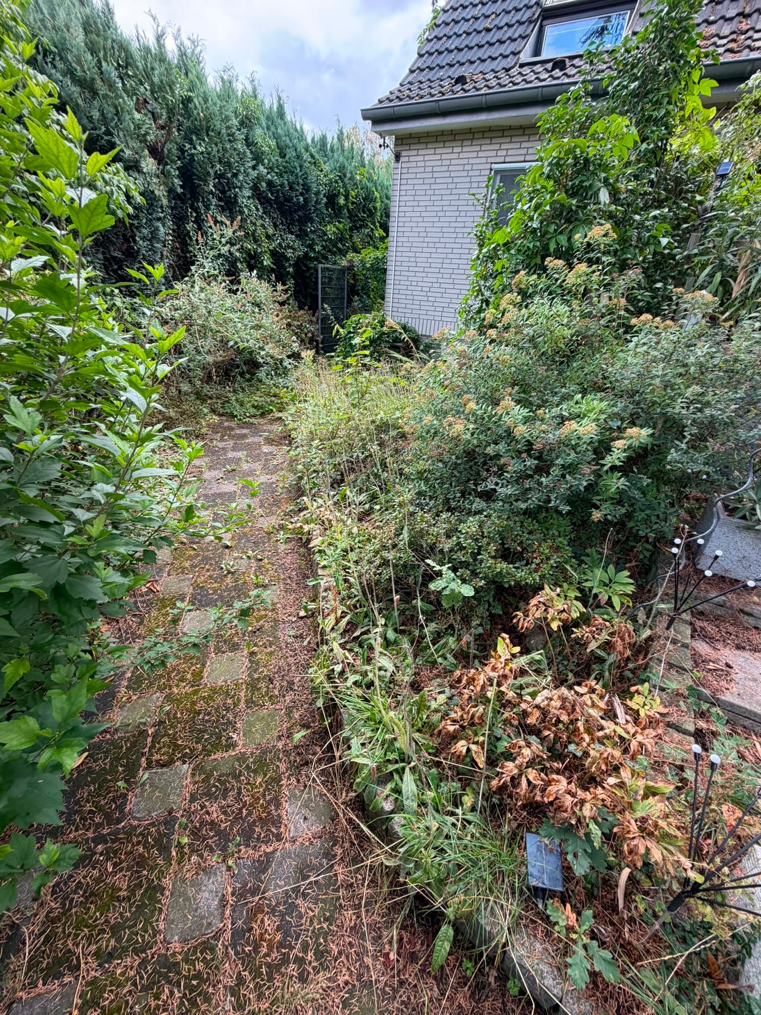 Garten mit klarer Struktur vorher