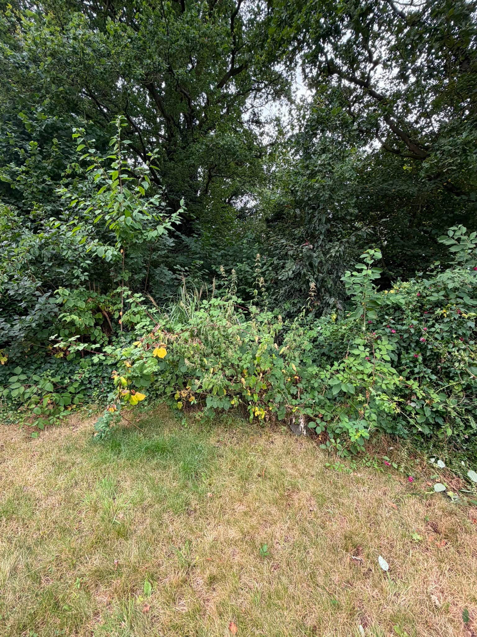 Wohlfühlgarten mit Charakter vorher